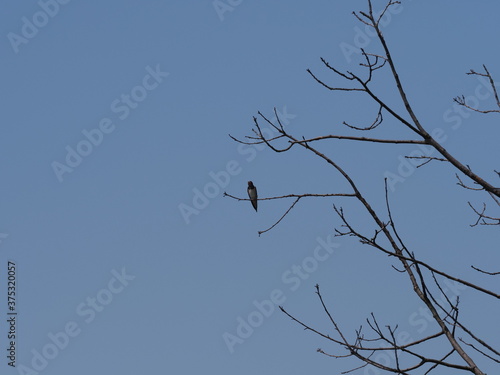 One swallow sits on tree in european Goczalkowice town at Silesian district in Poland  clear blue sky in 2020 warm sunny spring day on June.