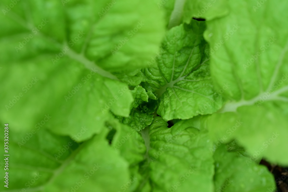 Organic green leafy vegetables Planted next to the house Organic green leafy vegetables Planted next to the house