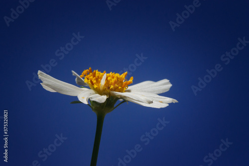 Closeup shot of an oxeye daisy under the sunlight