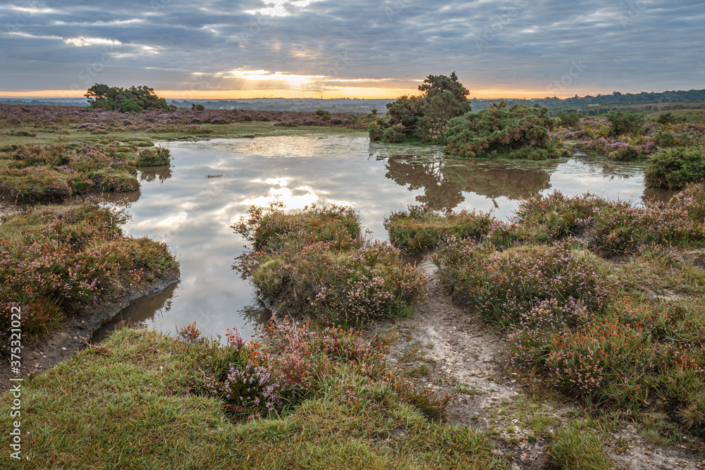 The seasons are changing from summer to autumn and the heather across the New Forest is flowering creating rolling hills of colour