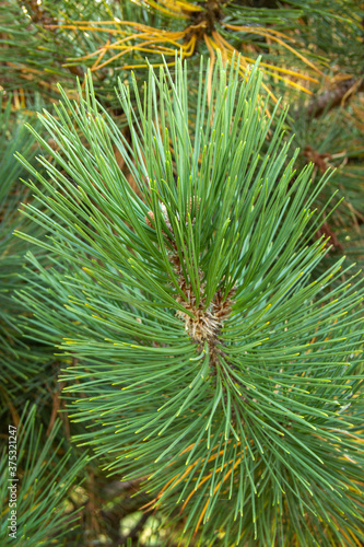 the pine branch with long green needles.
