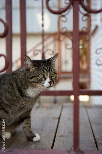 cat on a window sill