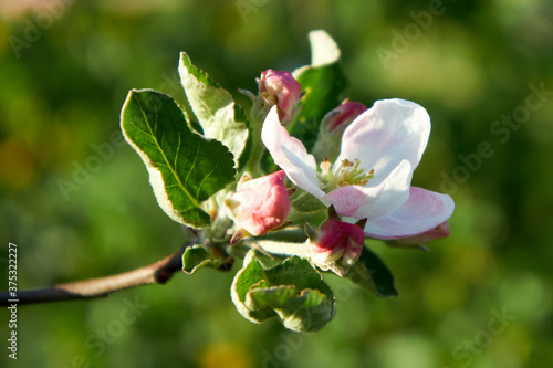 apple tree flower