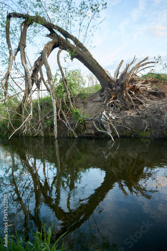 tree on the river