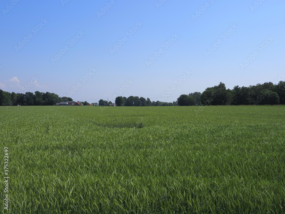 Green cereal crops and trees on landscapes in european Goczalkowice town at Silesian district in Poland, clear blue sky in 2020 warm sunny spring day on June. Green cereal crops and trees on landscapes in european Goczalkowice town at Silesian district in Poland, clear blue sky in 2020 warm sunny spring day on June.