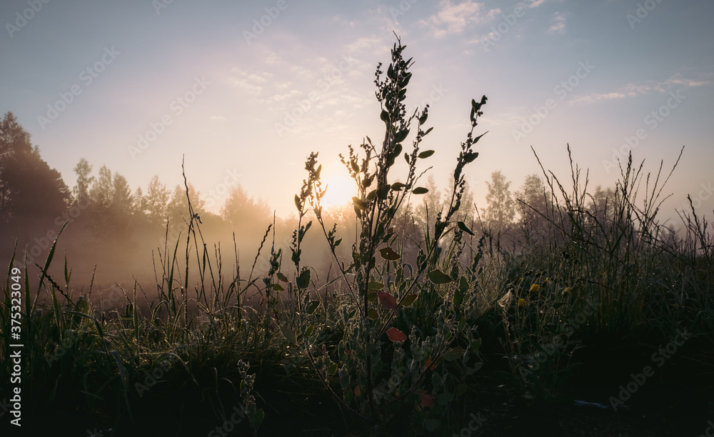 Obraz premium Silhouette grass flower and colorful sky on sinrise fog in the background