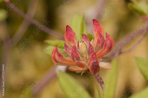 Stem With Flower Buds Opening