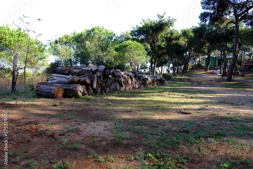 woods in the countryside