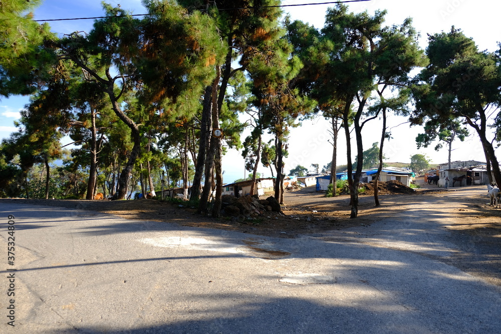Obraz premium palm trees on the beach