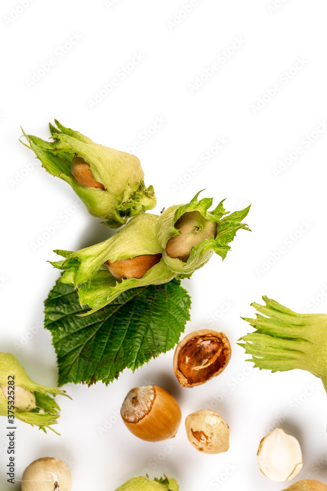 group of hazelnuts with leaves with copy space for your text isolated on white background. vertical image Top view. Flat lay group of hazelnuts with leaves with copy space for your text isolated on white background. vertical image Top view. Flat lay
