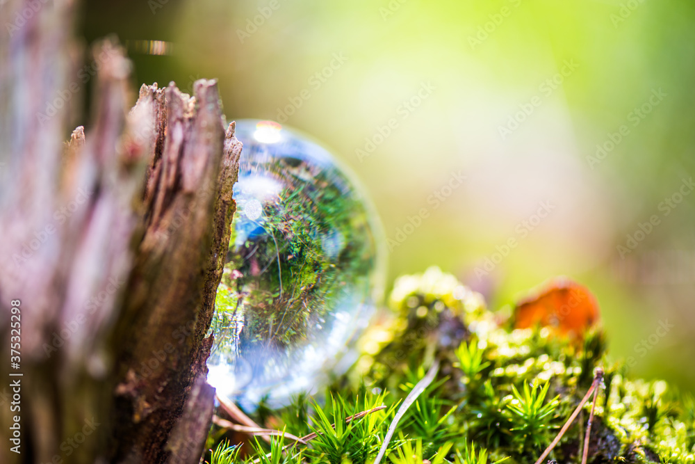 Glaskugel im Wald
