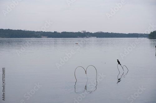 swan on the lake