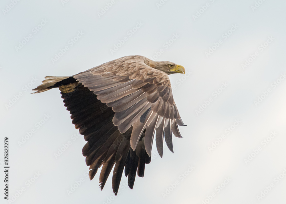 Obraz premium Seeadler