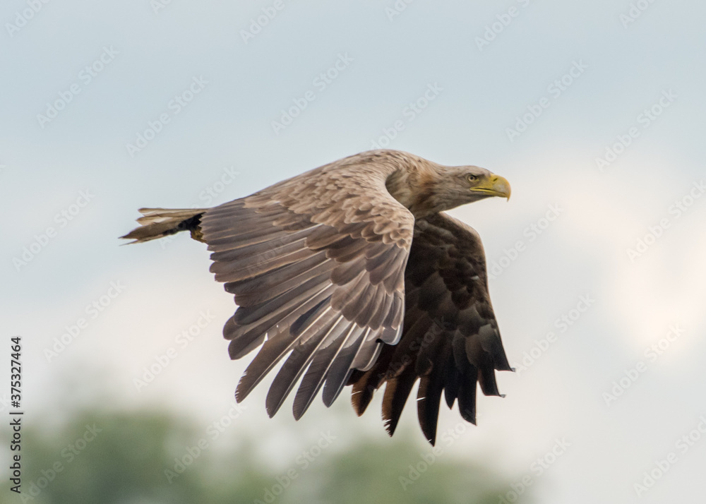 Fototapeta premium Seeadler