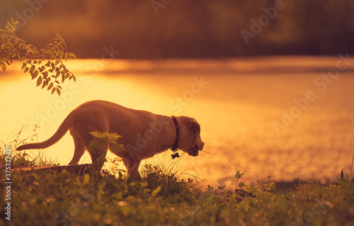 Labrador dog at sunset