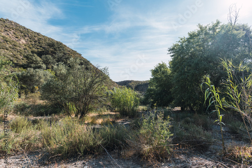 mountainous area with trees