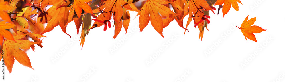 red  autumnal  leaf of maple tree in panoramic view on white background - obrazy, fototapety, plakaty 