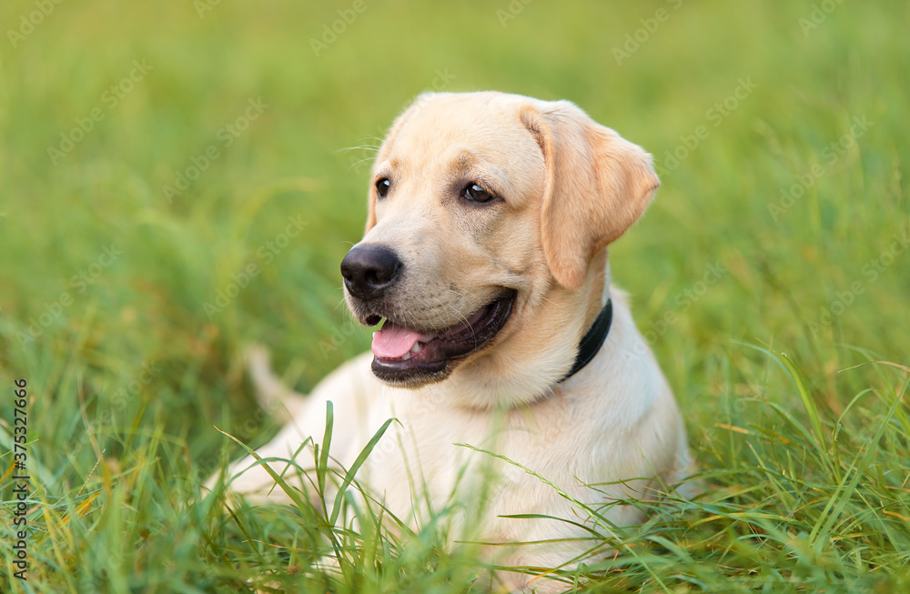 Portrait of a Labrador dog in the nature