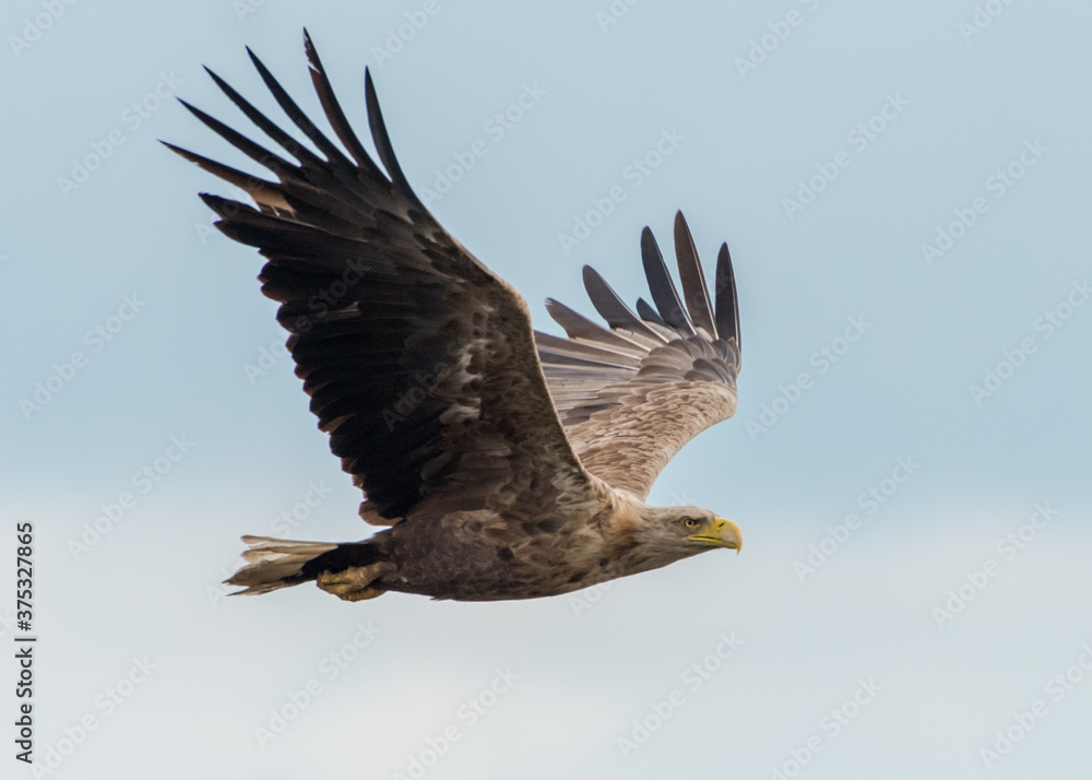 Obraz premium Seeadler