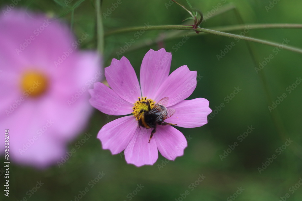 Fototapeta premium A close up of a flower