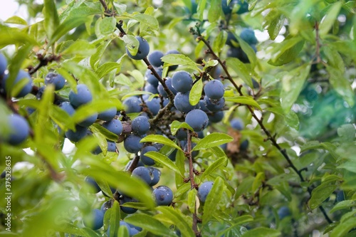 Blackthorn. Shrub branches Sprinkled with blue balls.Prunus spinosa, called blackthorn or sloe, is a species of flowering plant in the rose family Rosaceae. It is native to Europe, western Asia.
