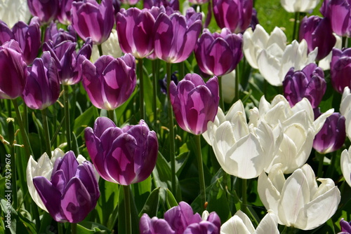 Weiße und violette Tulpen © KamikazeKatze