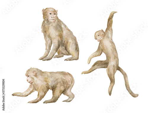 Watercolor cute monkeys isloated on white. Hand drawn illustration with primate animals. Tropical wildlife. Ape, chimpanze character, for textile, wallpaper, poster