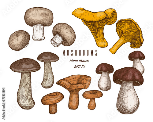 Set of hand drawn forest edible mushrooms.