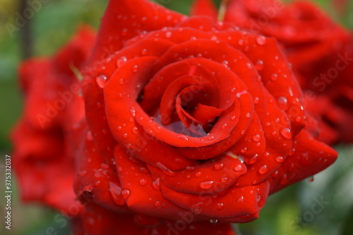 red rose with water droplets