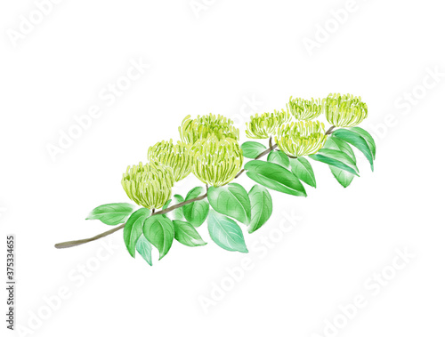 Watercolor Illustration of Wild Honeysuckle (Lonicera confusa), with flowers and leaves, isolated on white background. photo