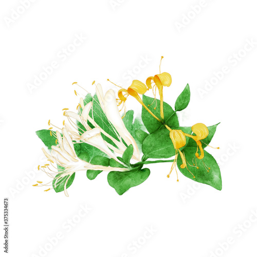 Watercolor Illustration of Golden-and-silver Honeysuckle (Lonicera japonica Thunb), with flowers and leaves, isolated on white background Fototapet