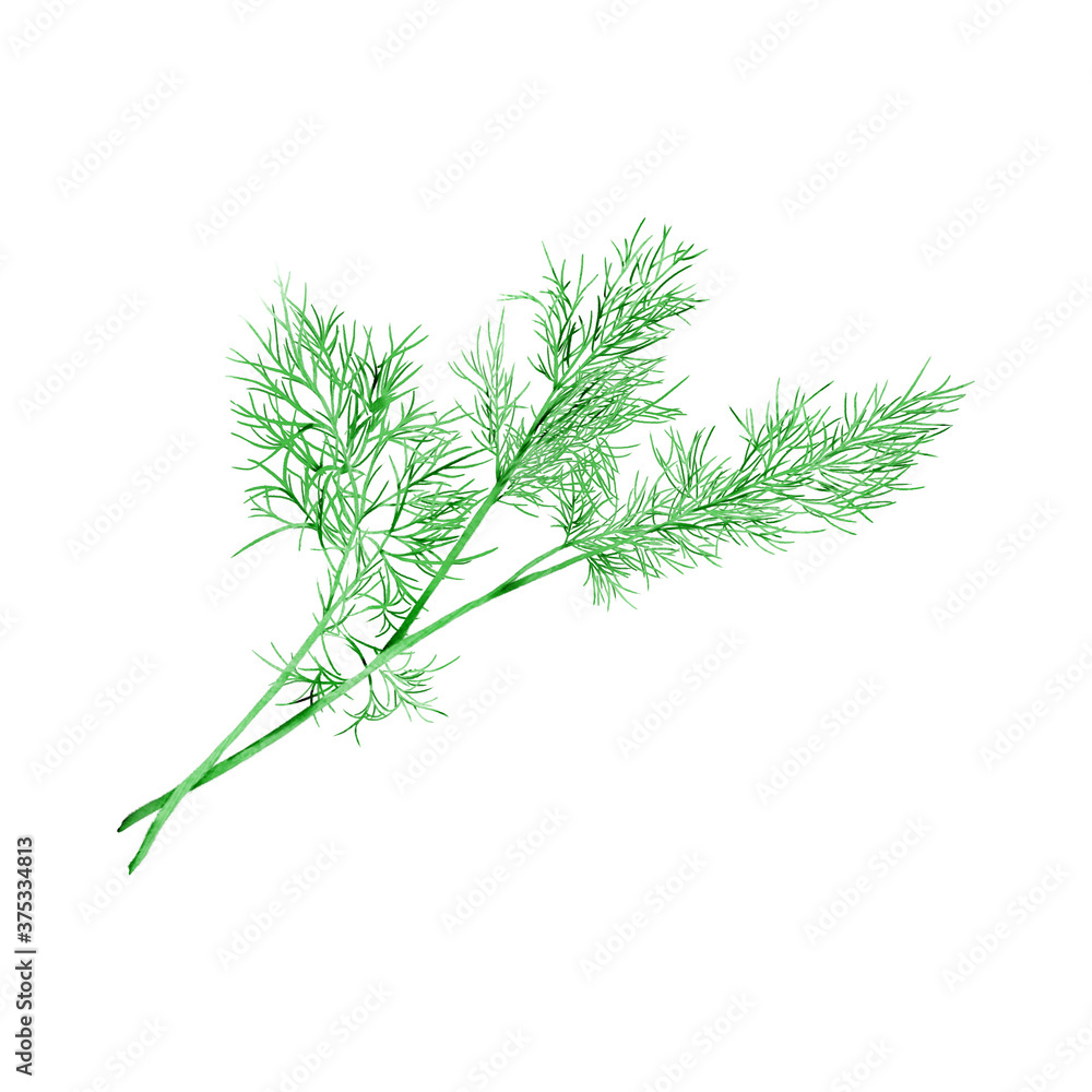 Watercolor Illustration of Fresh Dill, which is a commonly used spice in Thai cuisine, isolated on white background. Watercolor Illustration of Fresh Dill, which is a commonly used spice in Thai cuisine, isolated on white background.