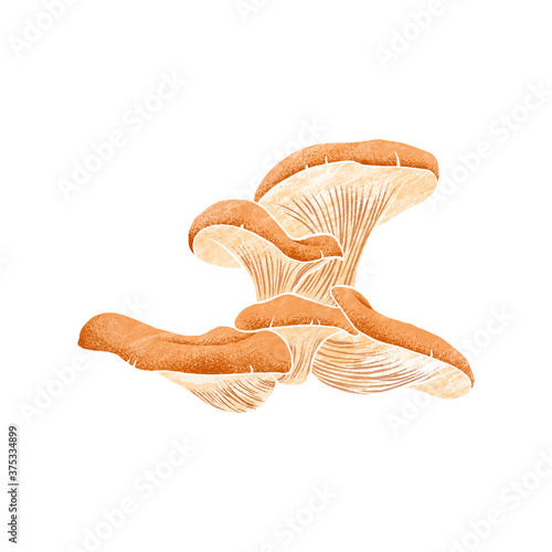 Illustration of Pleurotus ostreatus, a kind of mushroom which is a common ingredient, isolated on white background.