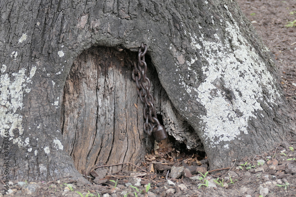 Der „Old Slave Tree“ steht vor dem Tourismusbüro in George, Südafrika. Die Legende besagte, dass das Schloss verwendet wurde, um Sklaven an den Baum zu ketten. Der „Old Slave Tree“ steht vor dem Tourismusbüro in George, Südafrika. Die Legende besagte, dass das Schloss verwendet wurde, um Sklaven an den Baum zu ketten.