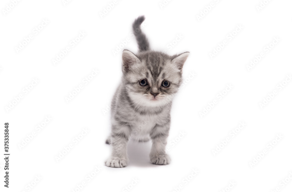 Cute Scottish fold little kitten isolated on a white background.