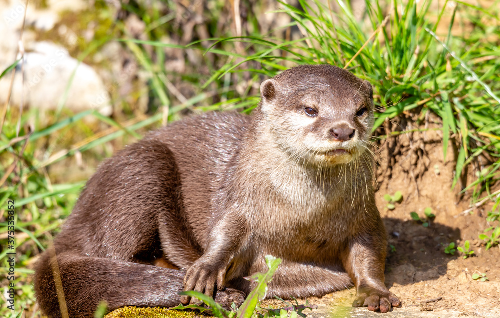 otter relaxing otter relaxing