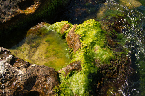 algae on a stone in sea water