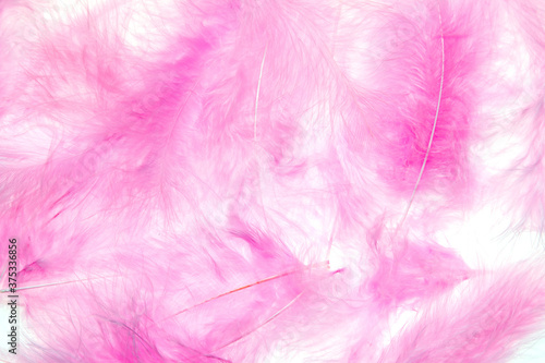 pink bird feathers on white background