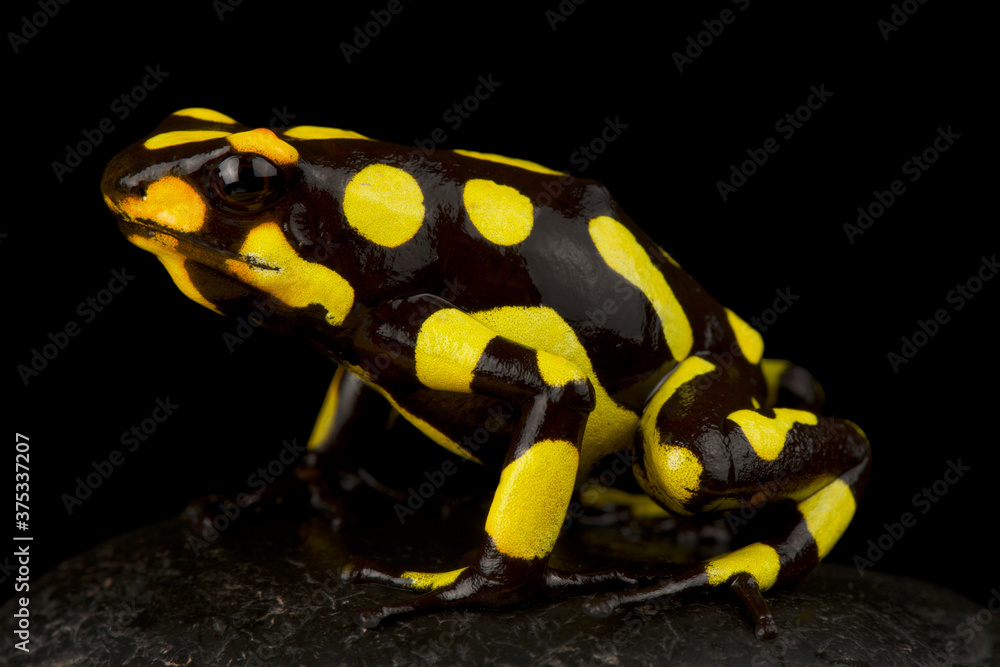 Obraz premium Harlequin poison-dart frog (Oophaga histrionica)