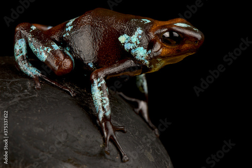 Harlequin poison-dart frog (Oophaga histrionica)