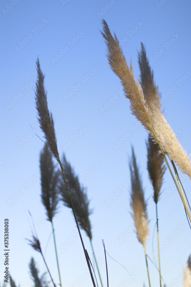 Pampas dusters in the countryside Pampas dusters in the countryside
