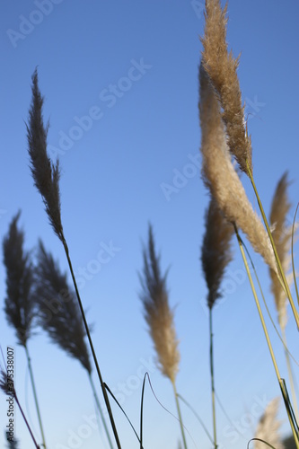 Pampas dusters in the countryside
