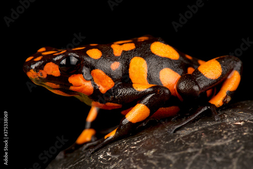 Harlequin poison-dart frog (Oophaga histrionica) photo