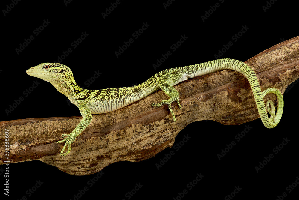 Fototapeta premium Yellow tree monitor (Varanus reisingeri)