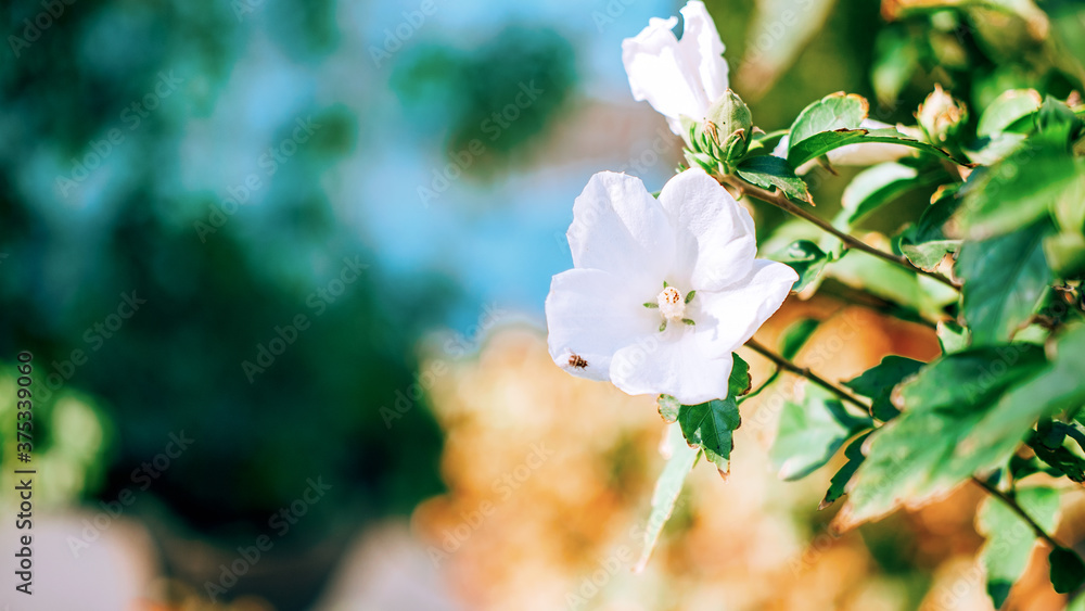 Obraz premium White hibiscus flower in an outdoor garden with a blurred background of green leaves for banner, postcard.