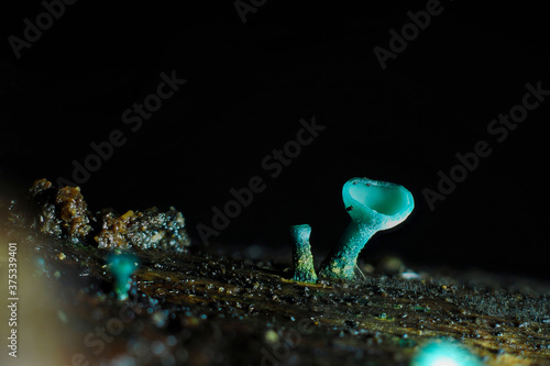 The Green Elfcup (Chlorociboria aeruginosa) is a mushroom on wood photo