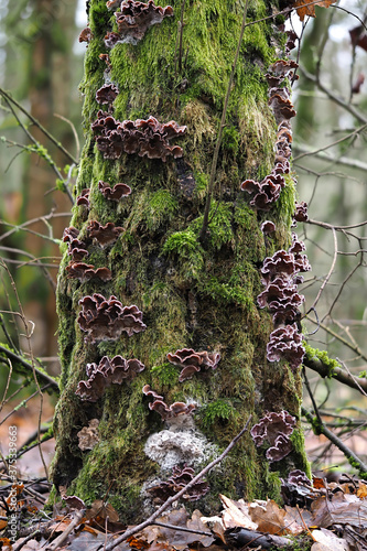 The Silverleaf Fungus (Chondrostereum purpureum) photo