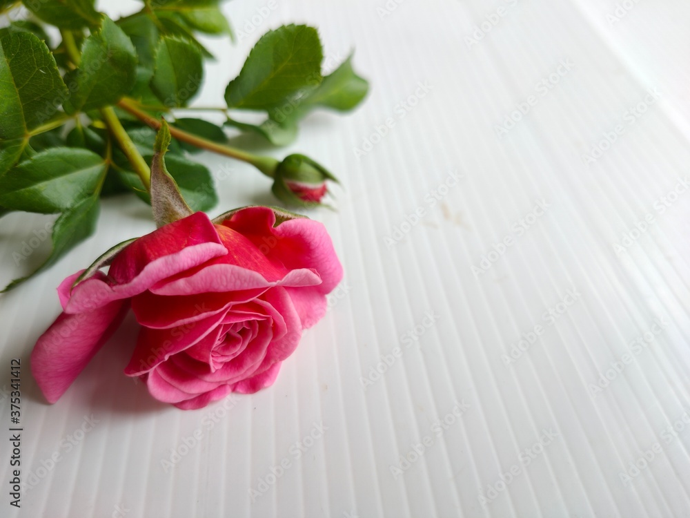 Fototapeta premium red rose on a wooden background