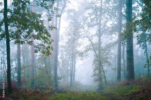 Wald mit Nebel im Herbst