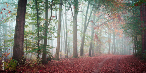 Wald im Herbst mit Nebel - Dölauer Heide in Halle-Saale